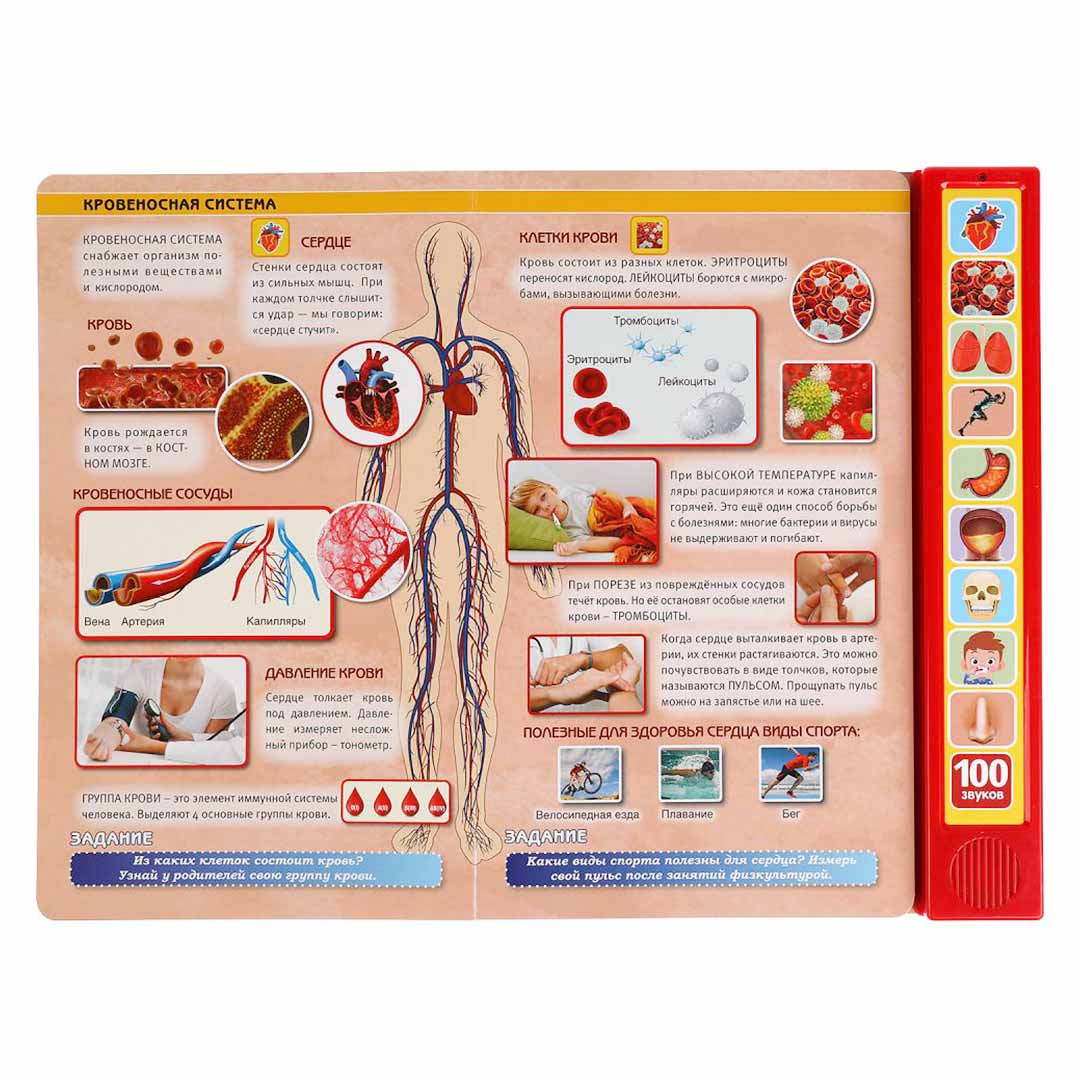 Книжка 100 звуков Моё тело